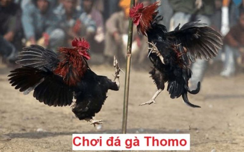 Chiến Thuật Chơi Đá Gà Thomo Hiệu Quả Tại VZ99